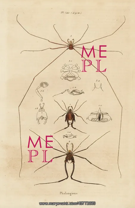 : Harvestmen, harvesters or daddy longlegs, Opiliones species : Harvestmen, harvesters or daddy longlegs, Opiliones species