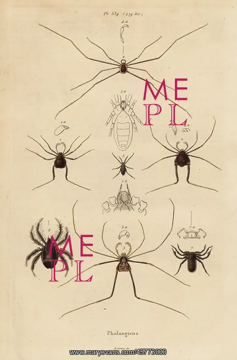 : Harvestmen, harvesters or daddy longlegs, Opiliones species : Harvestmen, harvesters or daddy longlegs, Opiliones species