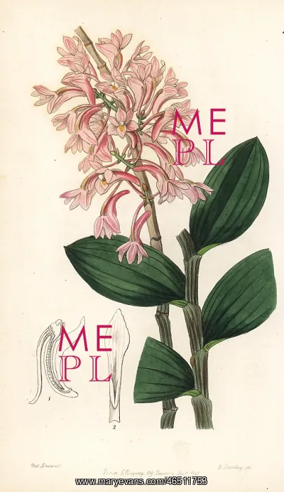 : Hasselt's dendrobium orchid, Dendrobium hasseltii : Hasselt's dendrobium orchid, Dendrobium hasseltii