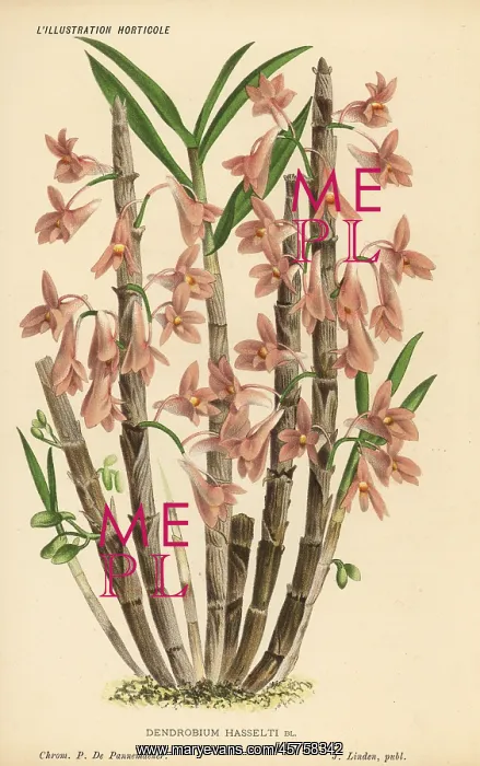: Hasselt's dendrobium orchid or spinach orchid : Hasselt's dendrobium orchid or spinach orchid