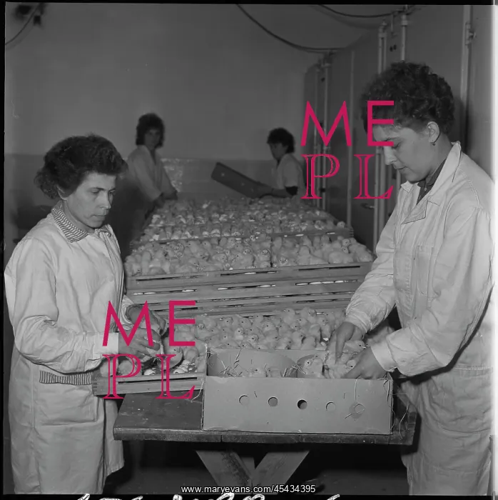 : Hatchery, hatching, chicks : Hatchery, hatching, chicks