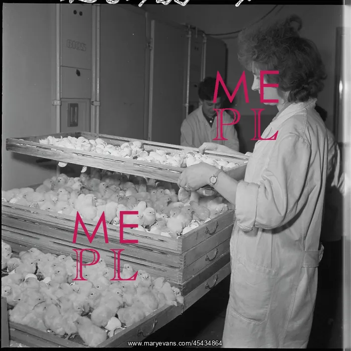 : Hatchery, hatching, chicks, chicken : Hatchery, hatching, chicks, chicken
