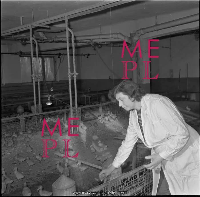  : Hatchery, hatching, ducklings, ducklings