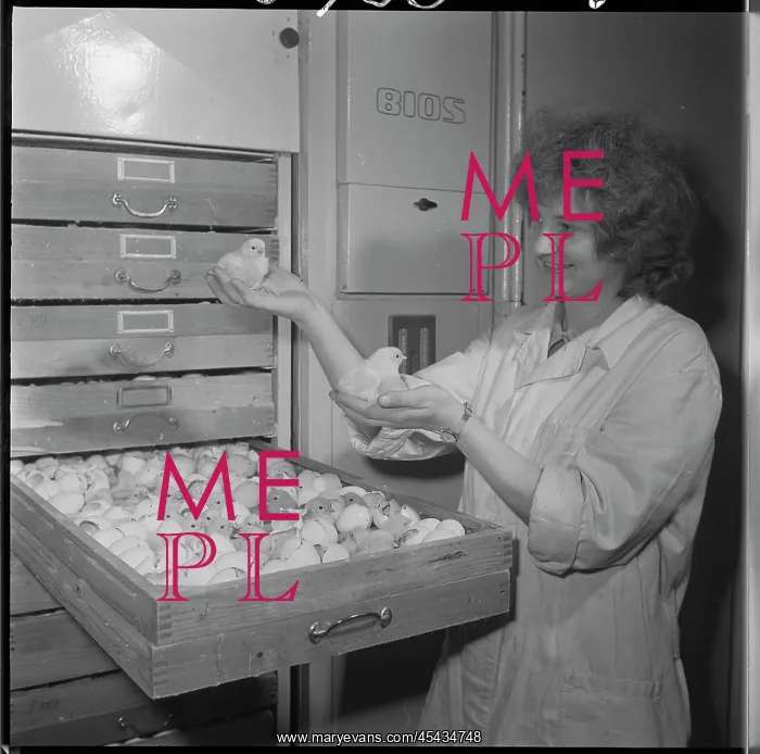 : Hatchery, hatching, eggs, eggs, chicks, chicken : Hatchery, hatching, eggs, eggs, chicks, chicken