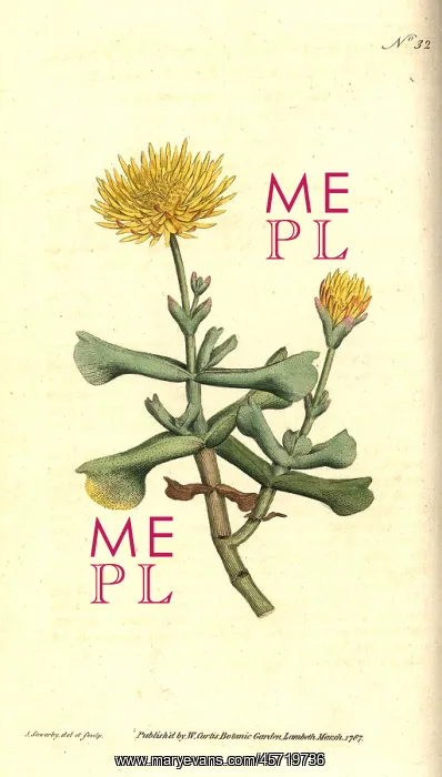 : Hatchet-leav'd fig marigold, Mesembryanthemum dolabriforme : Hatchet-leav'd fig marigold, Mesembryanthemum dolabriforme