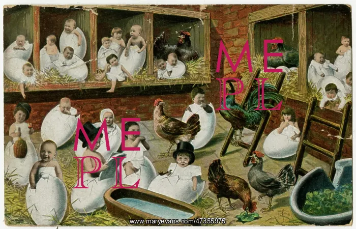  : HATCHING BABIES