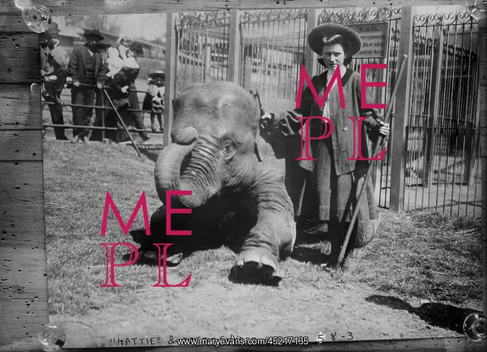 : Hattie Snyder, elephant trainer, and Hattie ? : Hattie Snyder, elephant trainer, and Hattie ?