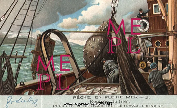  : Hauling In Net of Fish