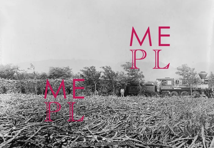 : Hawaii. A field of harvested sugar cane ? : Hawaii. A field of harvested sugar cane ?