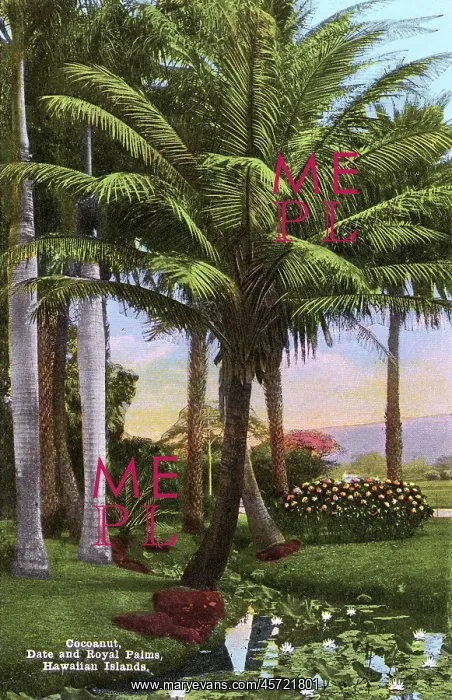 : Hawaiian Islands, USA - Coconut, Date and Royal Palm Trees : Hawaiian Islands, USA - Coconut, Date and Royal Palm Trees