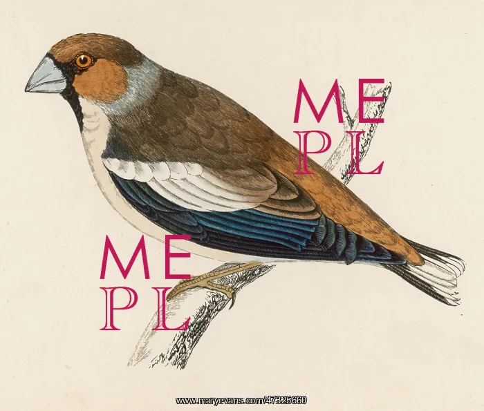  : HAWFINCH. (Cocothraustes vulgaris) A bird of shy and retiring habits..