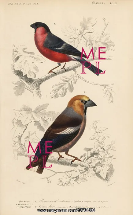 : Hawfinch, Coccothraustes coccothraustes, and : Hawfinch, Coccothraustes coccothraustes, and