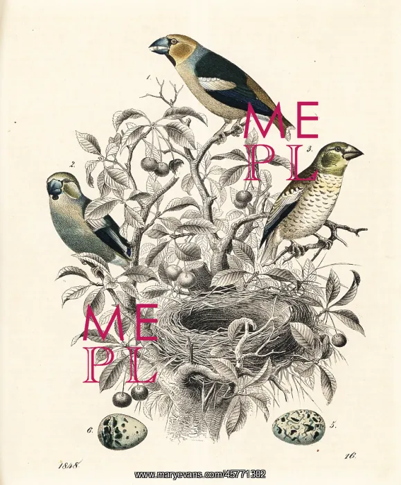 : Hawfinch, Coccothraustes coccothraustes : Hawfinch, Coccothraustes coccothraustes