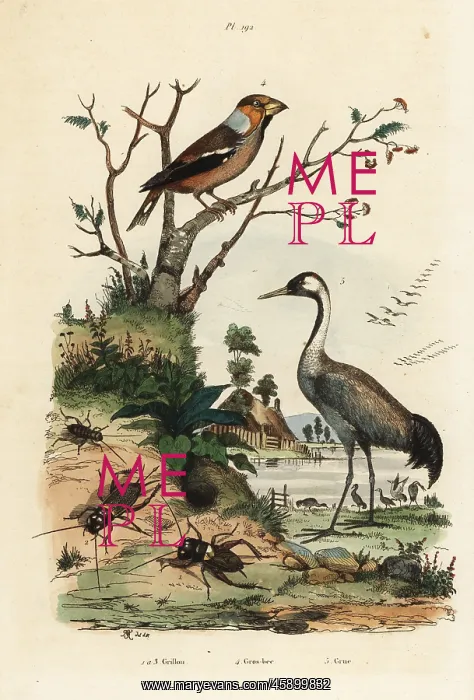 : Hawfinch, crane and crickets : Hawfinch, crane and crickets