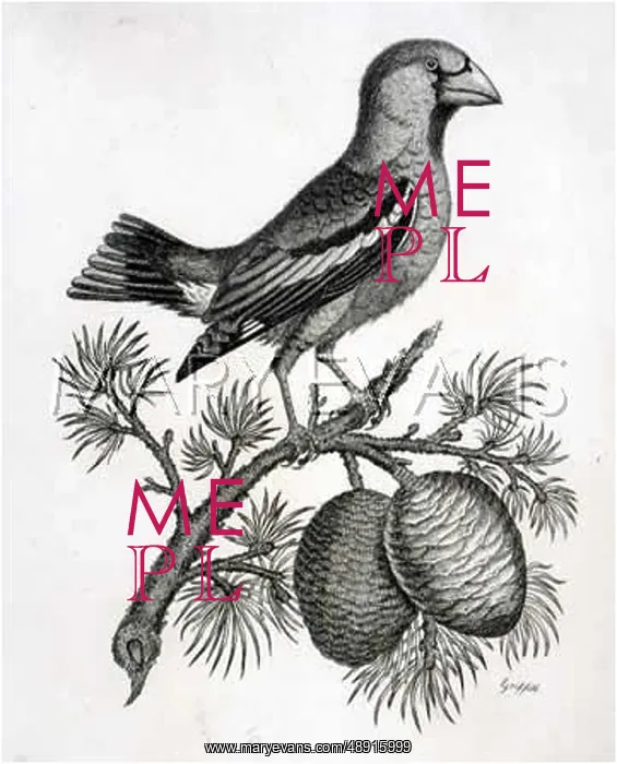 : HAWFINCH (GRIFFITH) : HAWFINCH (GRIFFITH)