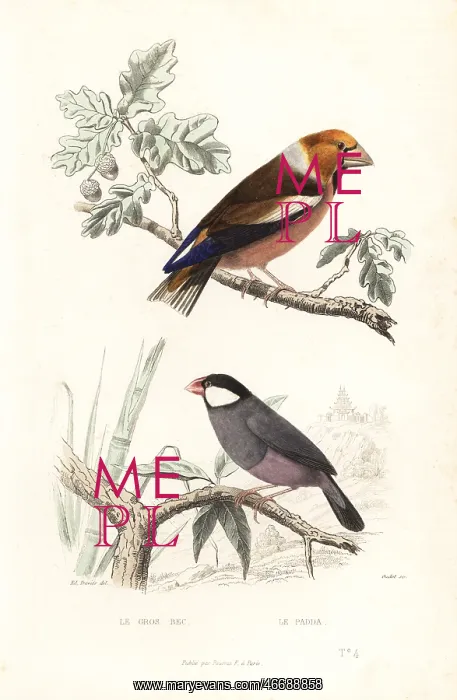 : Hawfinch and Java sparrow : Hawfinch and Java sparrow