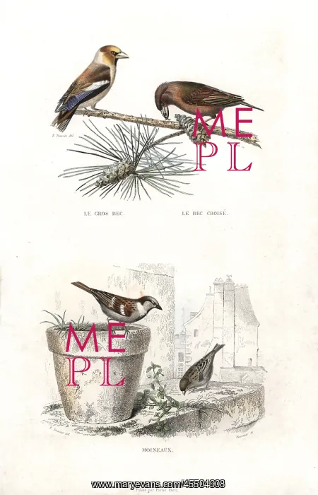 : Hawfinch, red crossbill and house sparrow : Hawfinch, red crossbill and house sparrow