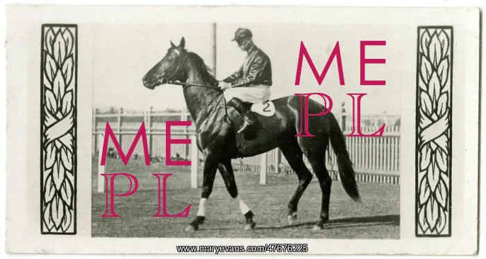: The Hawk, Australian race horse : The Hawk, Australian race horse
