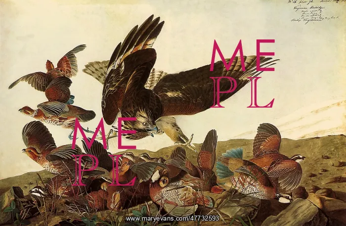 : Hawk and Bobwhites : Hawk and Bobwhites