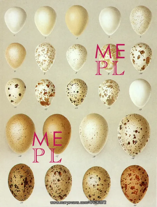  : Hawk Eggs