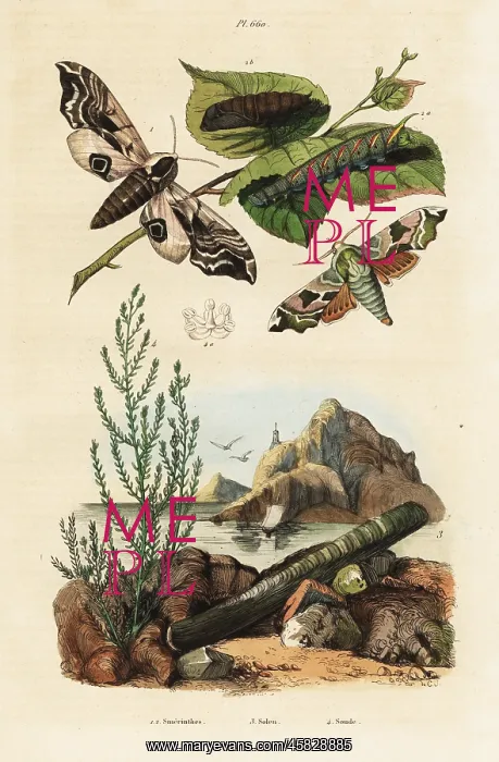 : Hawk-moth, razor shell and seablite : Hawk-moth, razor shell and seablite