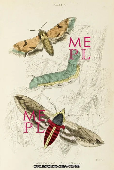  : TWO HAWK MOTHS - 2