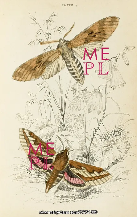 : TWO HAWK MOTHS