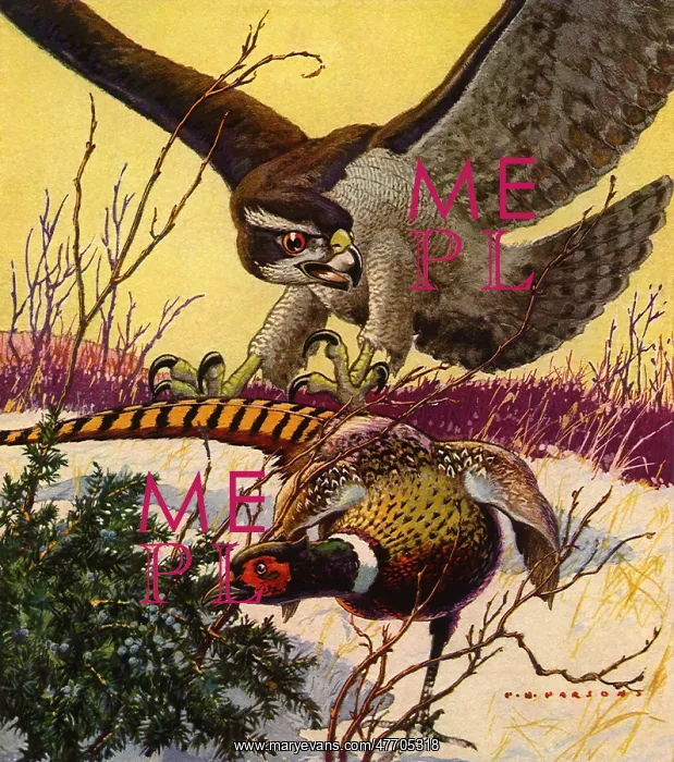  : Hawk Moves in For Kill