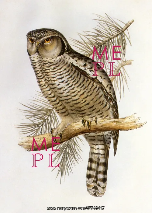  : Hawk Owl (Surnia ulula)