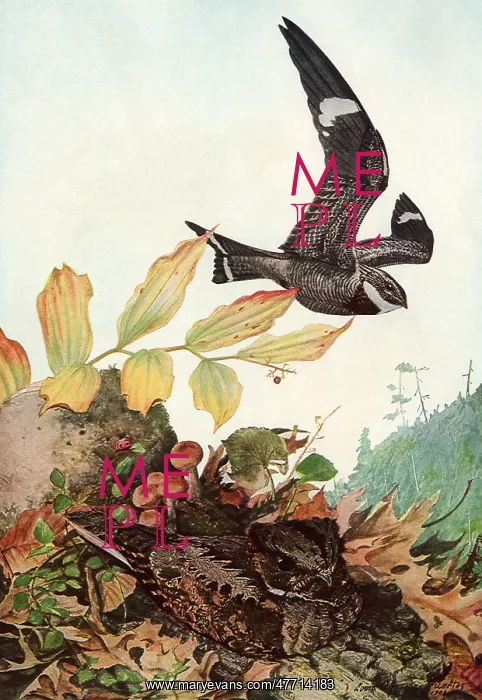  : Hawk and Whippoorwill