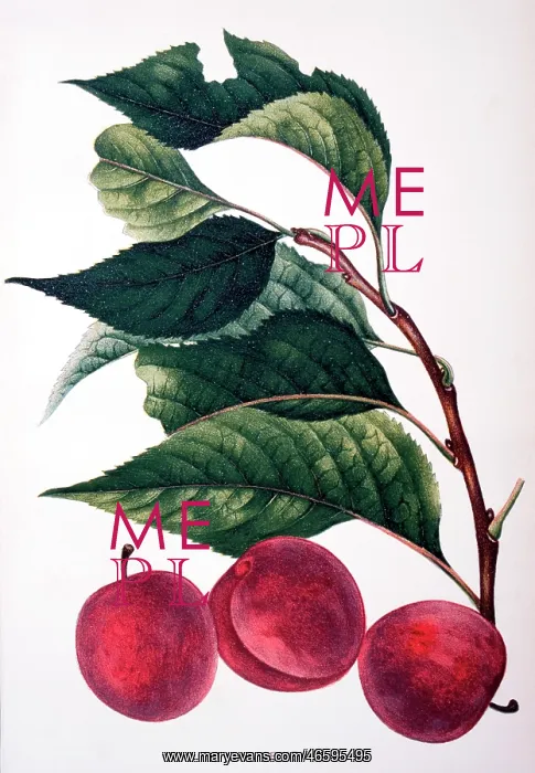  : Hawkeye Plums