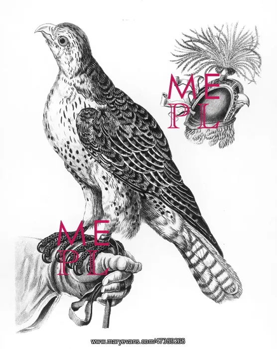  : HAWKING  /  FALCON