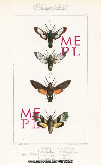: Hawkmoth varieties : Hawkmoth varieties