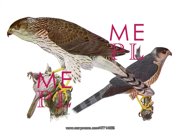  : Hawks
