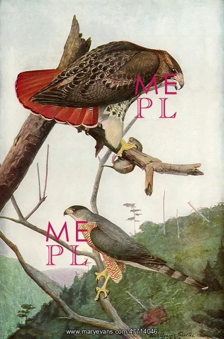 : Hawks in the Wild