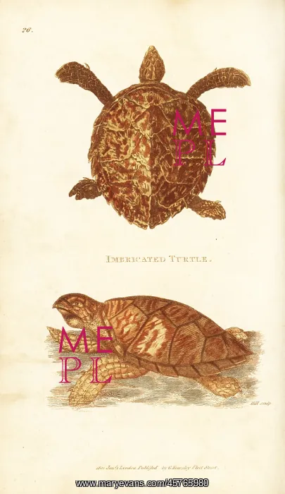 : Hawksbill sea turtle, Eretmochelys imbricata : Hawksbill sea turtle, Eretmochelys imbricata