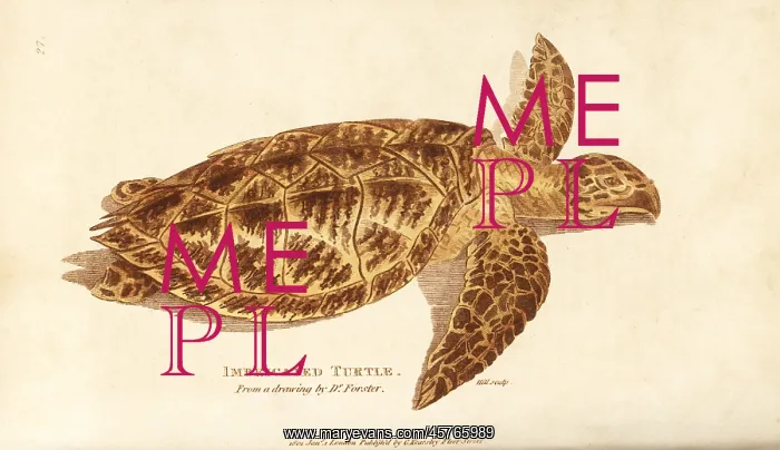 : Hawksbill sea turtle, Eretmochelys imbricata : Hawksbill sea turtle, Eretmochelys imbricata