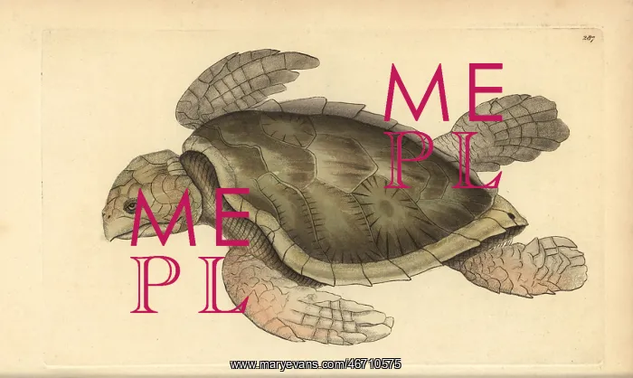 : Hawksbill sea turtle, Eretmochelys imbricata : Hawksbill sea turtle, Eretmochelys imbricata