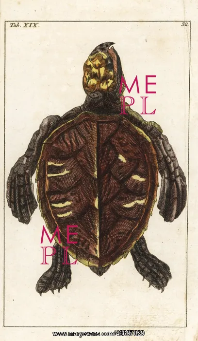 : Hawksbill turtle, Eretmochelys imbricata : Hawksbill turtle, Eretmochelys imbricata