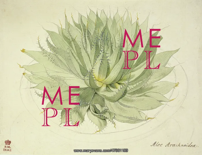: Haworthia herbacea, haworthia : Haworthia herbacea, haworthia