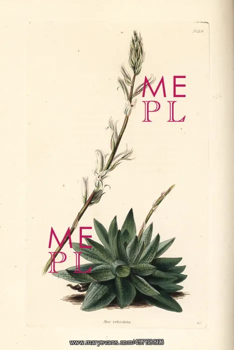 : Haworthia reticulata : Haworthia reticulata