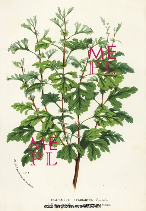 : Hawthorn, Crataegus rhipidophylla : Hawthorn, Crataegus rhipidophylla