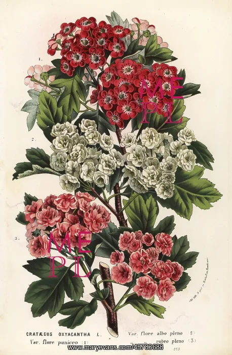 : Hawthorn varieties, Crataegus oxyacantha : Hawthorn varieties, Crataegus oxyacantha