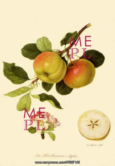 : Hawthornden Apples : Hawthornden Apples
