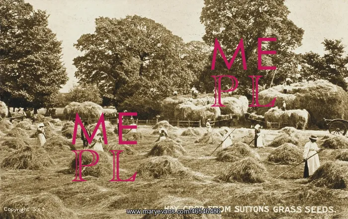 : The Hay crop from Sutton's Grass Seeds : The Hay crop from Sutton's Grass Seeds