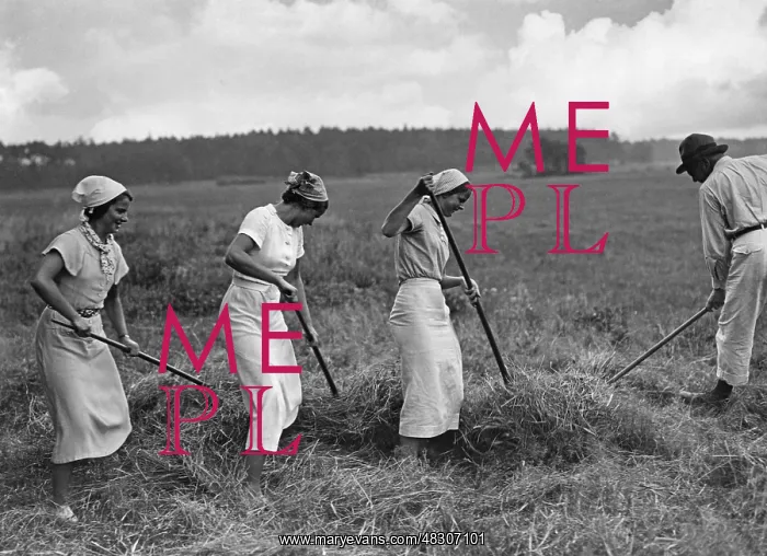 : Hay harvest, 1930s : Hay harvest, 1930s
