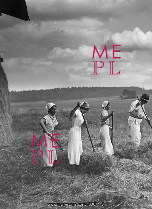 : Hay harvest, 1930s : Hay harvest, 1930s