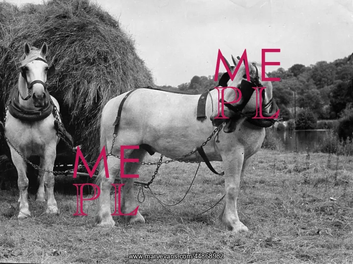  : HAY HORSE AND CART