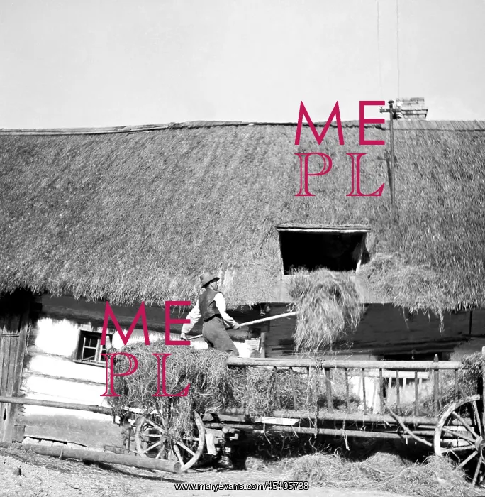 : Hayloft. Czechoslovakia - Malovice 1950. Farmer uses rake to elevate dry hay to hayloft : Hayloft. Czechoslovakia - Malovice 1950. Farmer uses rake to elevate dry hay to hayloft