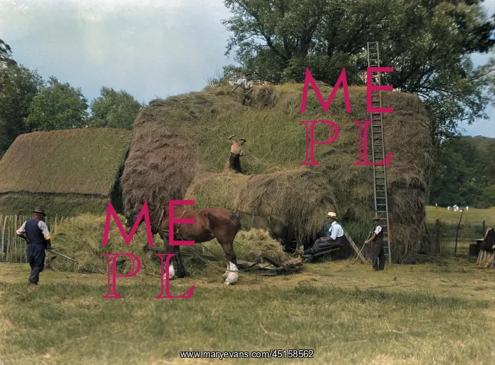 : HAYMAKING 1930S : HAYMAKING 1930S